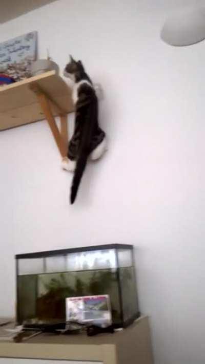 Yes. She did fall in the fish tank once.