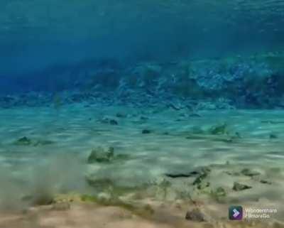 A mallard searching for fish underwater