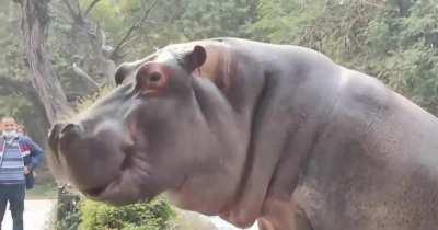 Hippo trying to escape from his confinement - Confronted by a security guard
