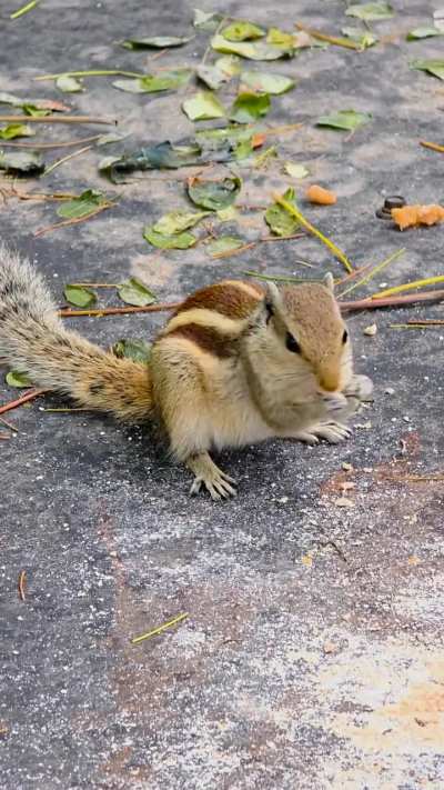 Squirell eating food in slo mo.