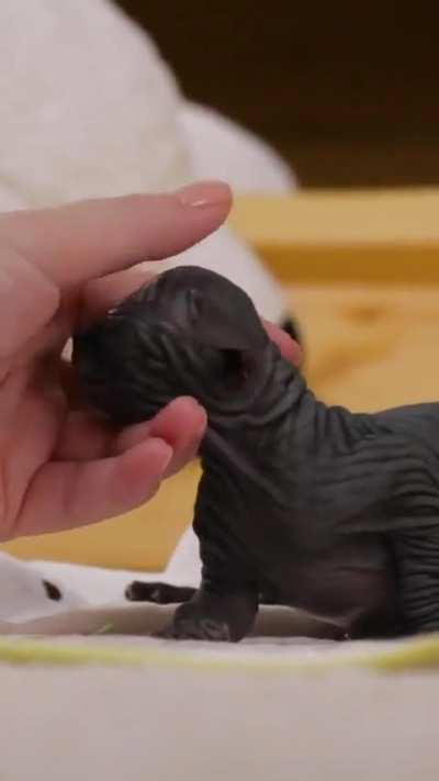 Sir, I got E.T instead of a wunk 😠