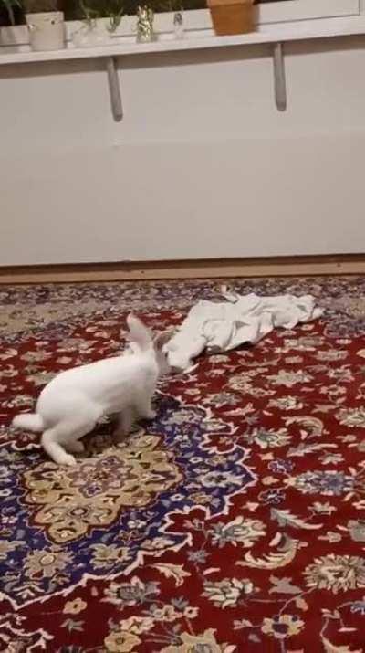 He always gets so happy when I give him a towel to play with 😂😍