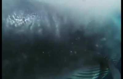 A bryde's whale appears out of nowhere