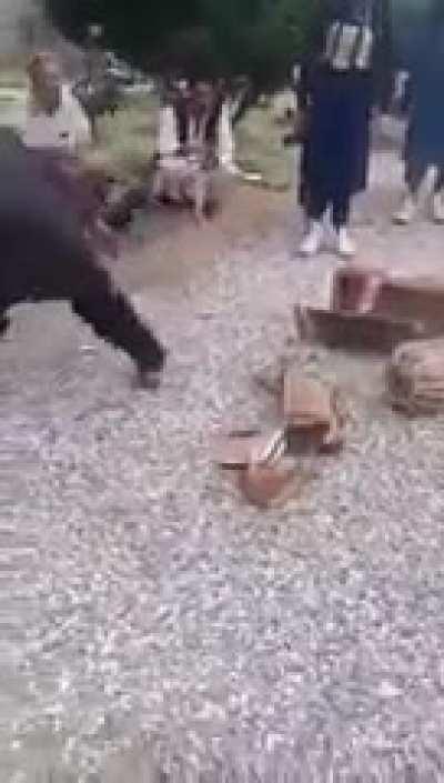 Look at these talibani morons destroy musical instruments. I was hoping they get injured in this brainless process.