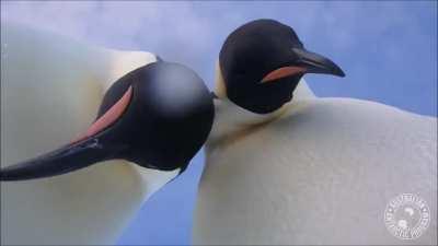 Curious emperor penguins investigate a wildlife camera.