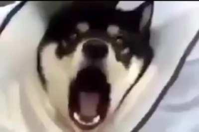 It's all fun and games until someone gets a vaccine