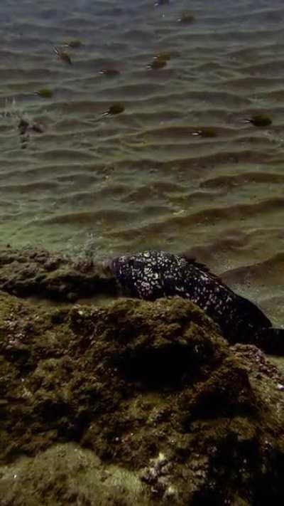 Гуаса или тигровый малоглазый групер, конкретно этот не самый большой, что я встречал. Но вообще любопытно, в этот НГ на Мадейре у них было странное поведение, обычно они днем прячутся под камнями и там спят. Любопытно, в процессе жизни часть из них меняе