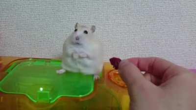 hamster.exe has stopped responding