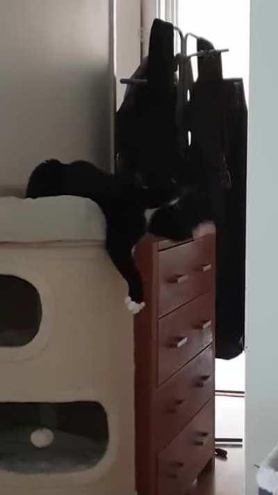 Not sure what my cat is trying to accomplish here