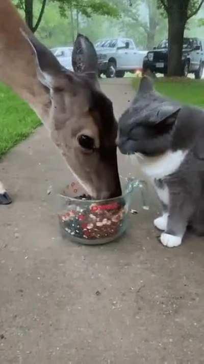 Good deer, nice deer