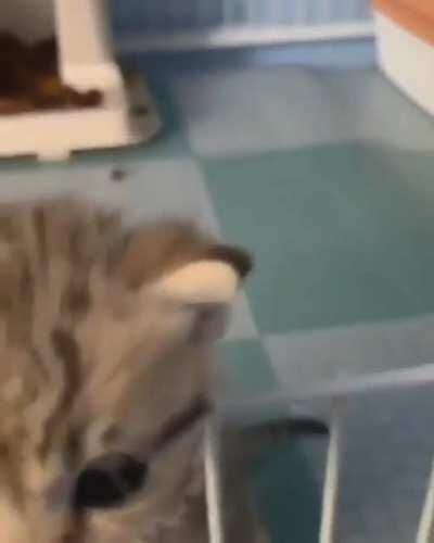 Smol criminal in jail