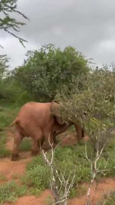 Baby elephants take their morning walk