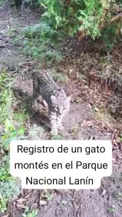 Apareció un gato montés en el parque Lanín en San Martín de los Andes