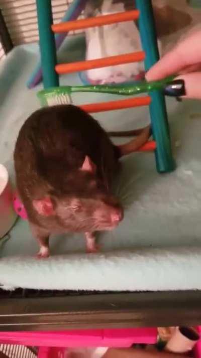 Very Content Rat Receiving Brushes