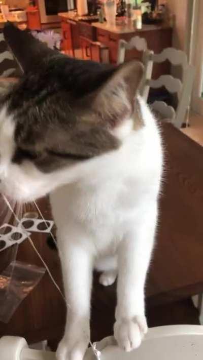 Daisy Must kill the balloon