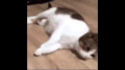 listening to sweet trip