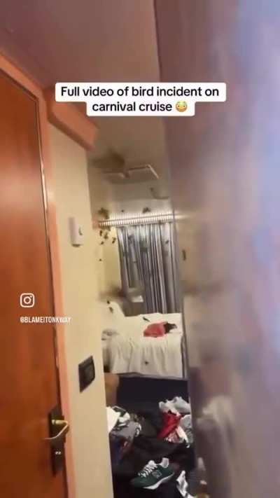 Cruise ship couple leave their balcony door open, return to a room full of birds.