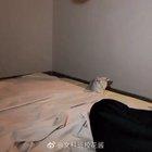 Brave kitty fights off giant shadow monster