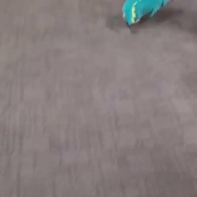 My Margot loving her new dino costume