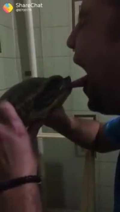 What happens when you mess with a turtle