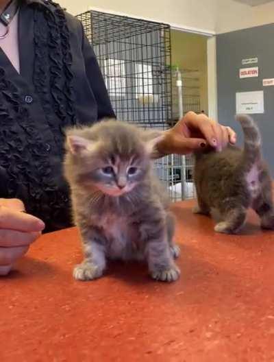 damn those are pointy