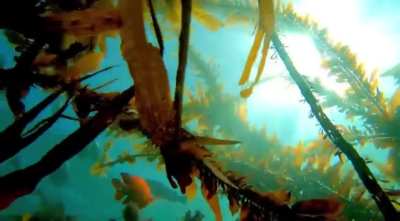 Below the fish, kelp and shimmering sun, Laguna Beach