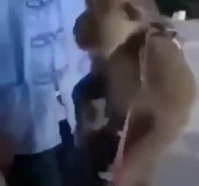 Peruano nirvana 😎🤙