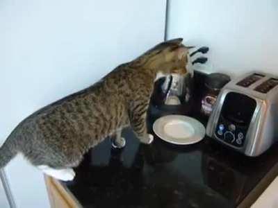 Cat vs Toaster