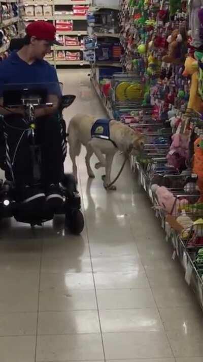 Service dog gets to pick his own toy