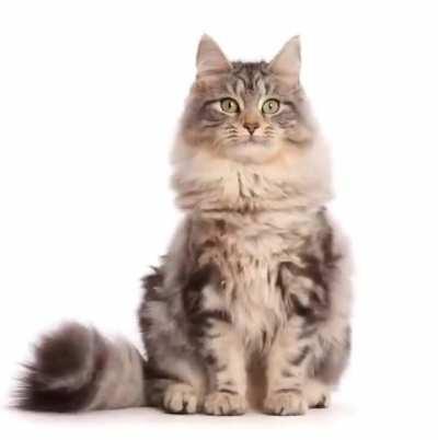 Would someone be able to explain how to achieve this?