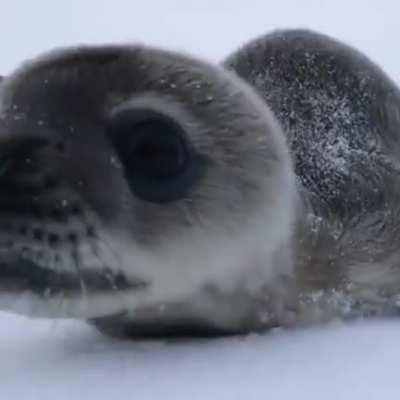 Can’t touch marine mammals. but man do I want to boop that snoot