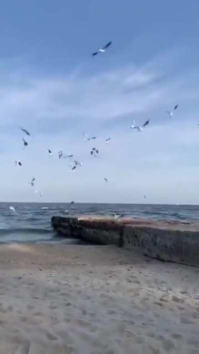 One less sky-rat in the world