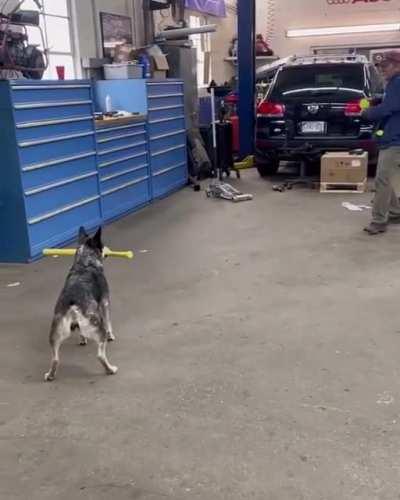 Dog hits baseball with bat