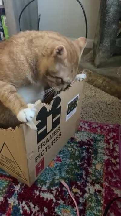 Timmy’s favorite past time