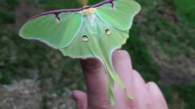 Lunar moth (Actias Luna) - Lime green