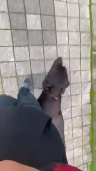 Fear or Frustration Whining?