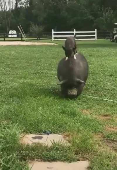 Покатай меня, большая черепаха