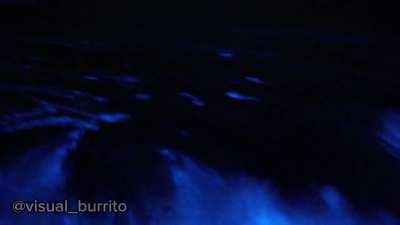 Bioluminescent dolphins in Newport Beach