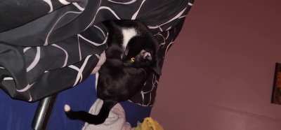 Found greebles and a tail at 3am In The Bed!