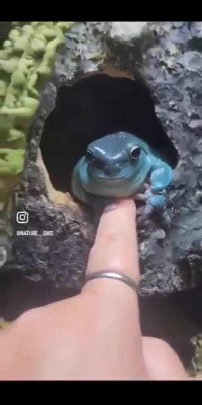 amazing frog