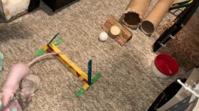 My awesome pet rats Feta and Pumpkin Seed are working on flyball together!