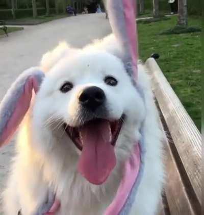 Pure joy in its face