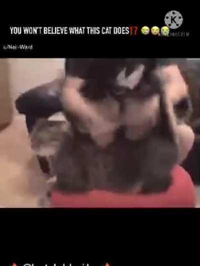 Iraqi cat kitty ⁉️ halal 360p quality