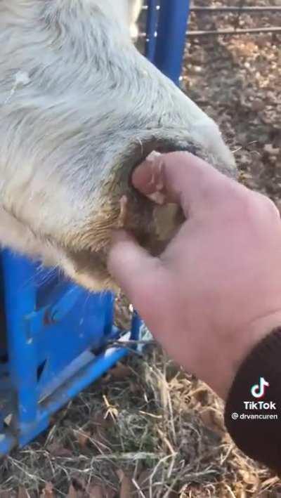 Clearing a cows sinus.