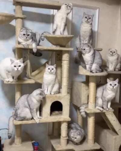 Instant Cat Army. Portable whirlwind of superficial wounds and allergens.