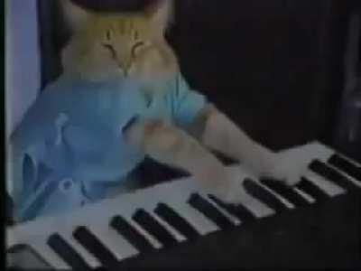 No se que poner, Aqui un gato tocando piano , Un clasico.
