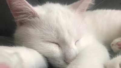 She answers to her name even in her sleep. and yes, her name is Kat