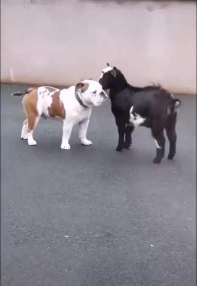 ATTACK SLAMMYWHAMMIES