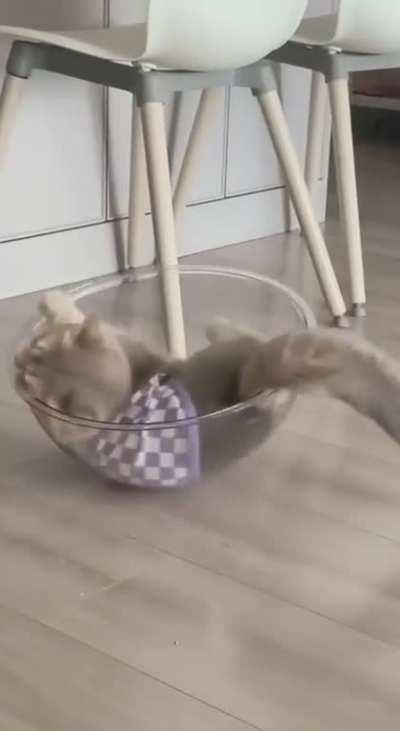 What quirks do your cats have?