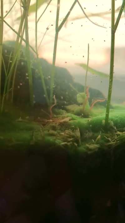 5 Years After Putting Pond Water and Pond Muck In a Sealed Jar